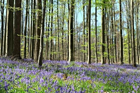 Visiting The Hallerbos The Blue Forest Belgium