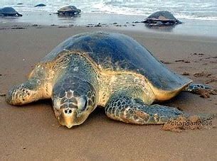 Turtle Beach Maui Visit To See The Beautiful Sea Turtles