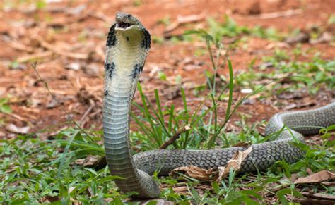Cobra Royal Le Plus Long Serpent Venimeux Ami Des Charmeurs De Serpents