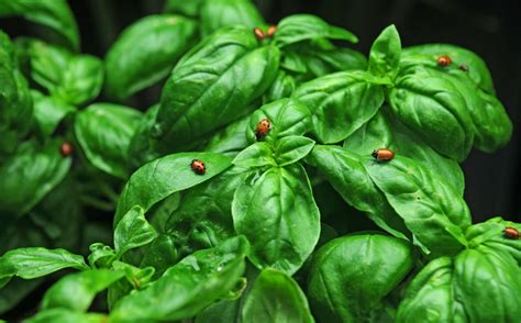 How To Grow Basil Growing Basil From Seed Gardeners Supply