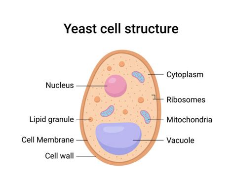 The Cell Structure Of Yeast With Diagram