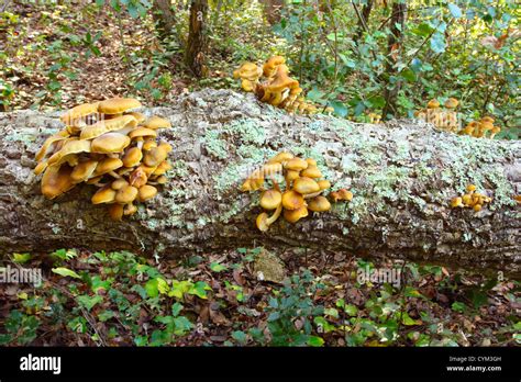 Honey Fungus Tree Hi Res Stock Photography And Images Alamy