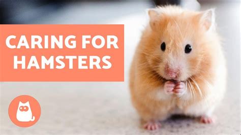 How To Look After A Hamster 🐹 Basic Care Needs Youtube