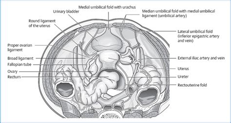 Because the location is peculiar due to the. The Urinary Bladder | Musculoskeletal Key