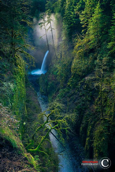 Hd Wallpaper Waterfalls Forest Moss Nature Oregon Usa Plant