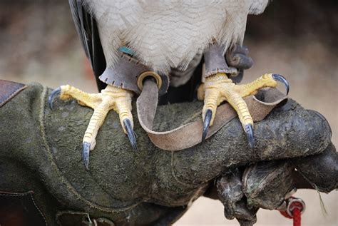 Talons Bird Claws · Free Photo On Pixabay