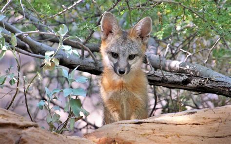 Download Wallpaper 3840x2400 American Fox Fox Cub Predator Animal