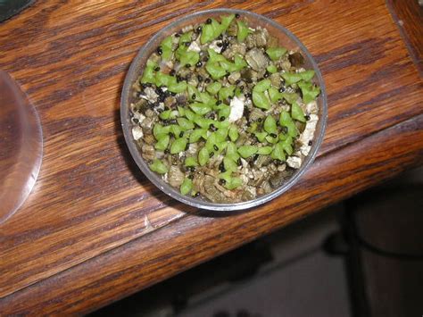 Raising Cacti And Succulents From Seed