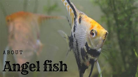 Angelfish Care And Tank Set Up Guide Youtube