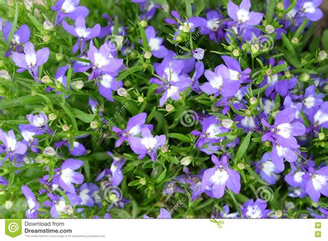 It could be at the back of a border or given a prominent position in the garden. Small Purple White Flowers In Green Grass Stock Image ...