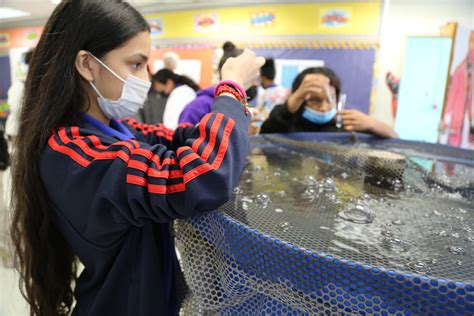 Cultivating Future Innovators: Empowering Students through Aquaponics