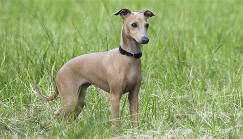 Italian Greyhound Exercise Needs The Ultimate Guide