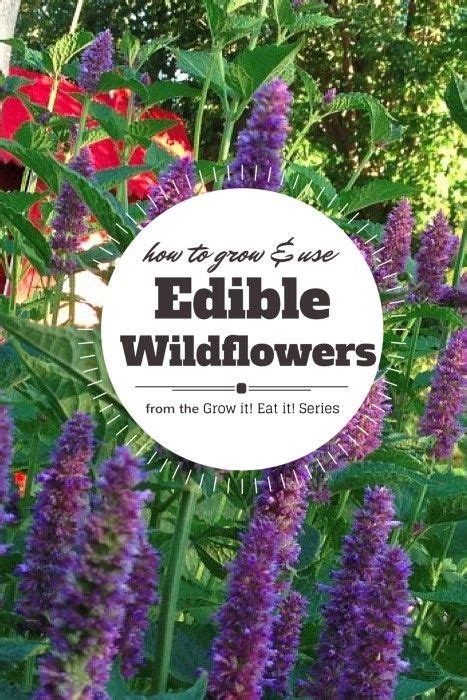 Grow A Wildflower Garden That Is Edible Here Are 6 Of The Best Edible
