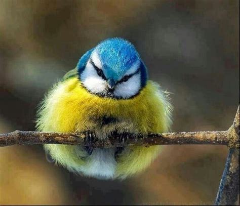 14 Best Images About Fat Birds On Pinterest Posts Feathers And Large