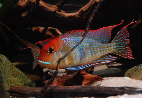 A Gorgeously Colored Male Geophagus Sp Red Head Tapatio