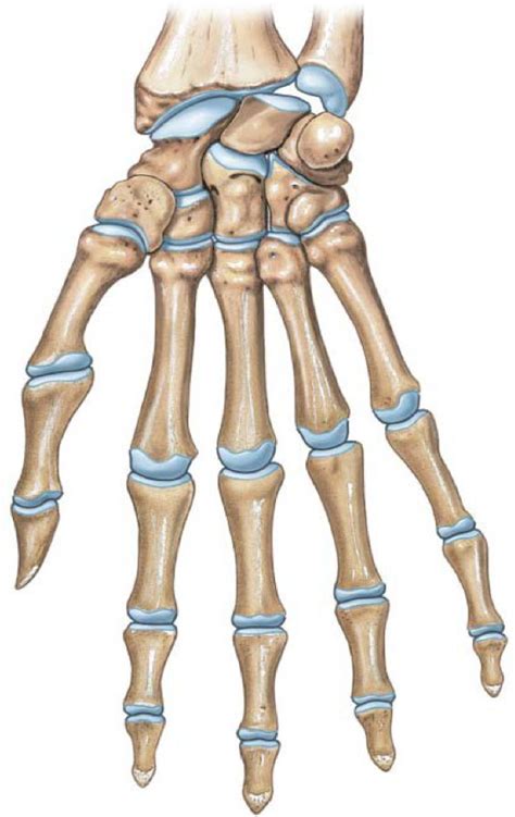 Hand Metacarpal Bones Diagram Quizlet