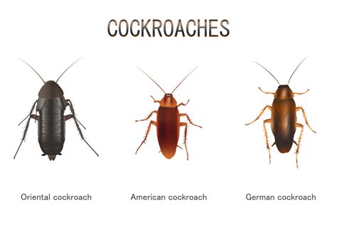 Types Of Cockroaches And How To Identify Them Earthkind