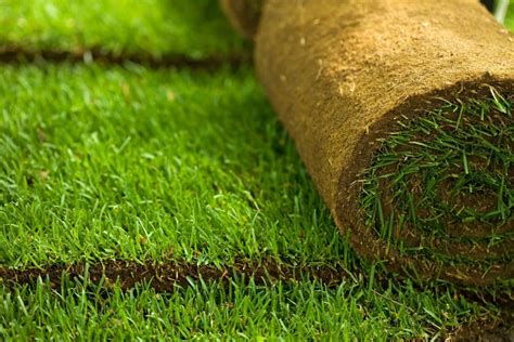 How to care for zoysia grass lawn? Zorro Zoysia Sod | Zorro Zoysia Grass | Atlanta Sod Solutions