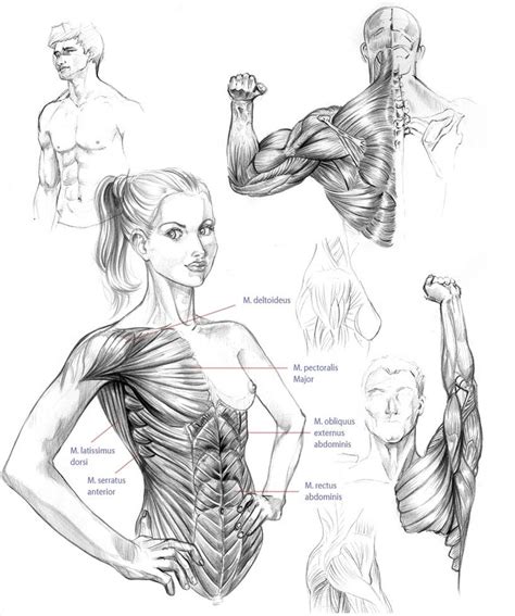 Anatomy Studies 01 By Naschi On Deviantart