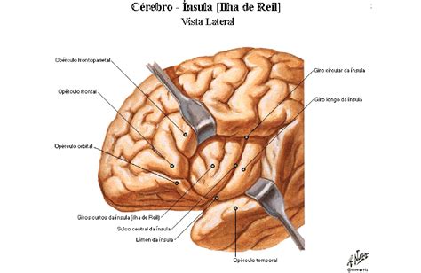 Lobos Cerebrais Anatomia Papel E Caneta