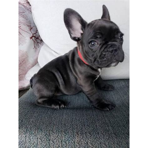 Handsome healthy male frenchie and raised underfoot. 8 weeks old French Bulldog Puppies for Sale in Macon ...