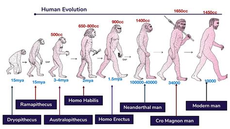 Course Of Evolution Of Modern Man Online Science Notes Riset