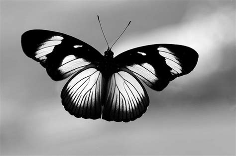 Black And White Images Of Butterflies 19 Background