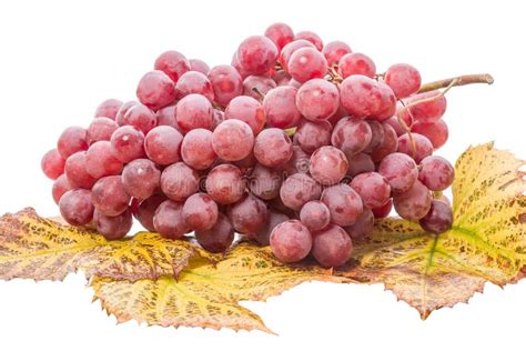 Red Grapes On Leaves Stock Photo Image Of Isolated Grape 27239302