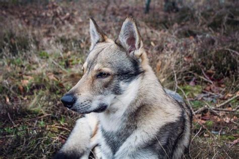 Timber Wolf German Shepherd Puppies