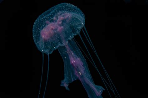 Sea Jellies Or Jellyfish Which Is Correct Seaunseen