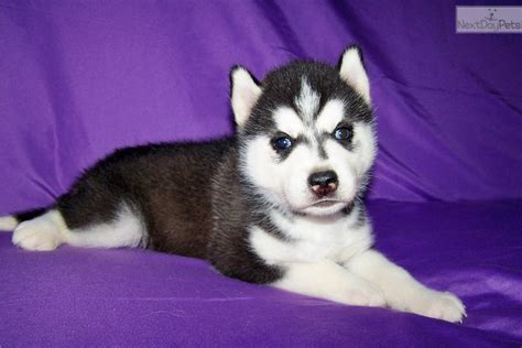 You may want your husky in or near your bedroom or in a quieter area of the house or even a popular family room area. Baby Husky For Sale Near Me - petfinder
