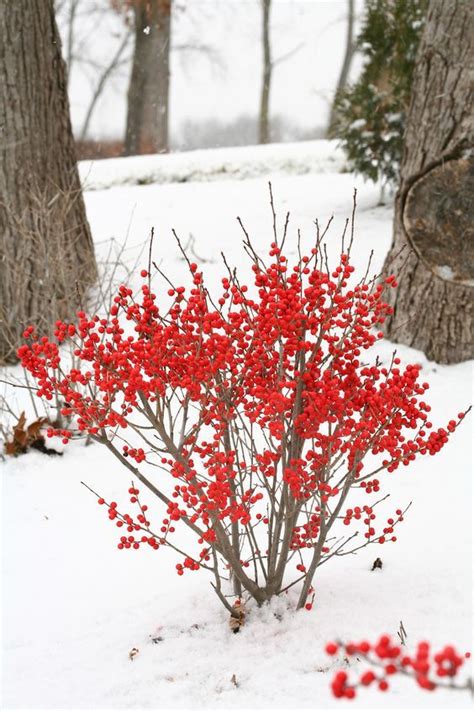 9 Beautiful Plants That Will Survive During Winter