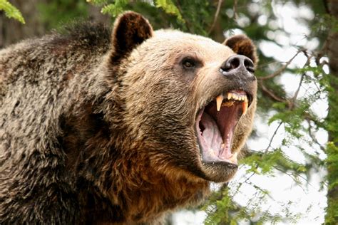 Bear Roar Медведи гризли Гризли Медведь