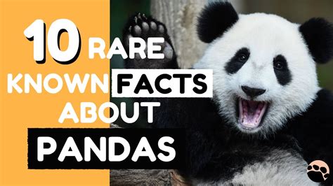 10 Rare Known Facts About Pandas