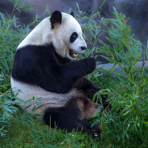 Giant Panda Toronto Zoo Philip Dunn Flickr