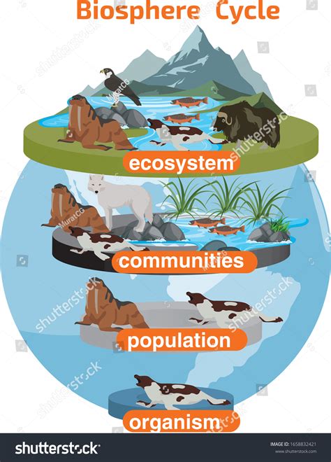 Biosphere Cycle Cycle Ecosystem Communities Population Vetor Stock