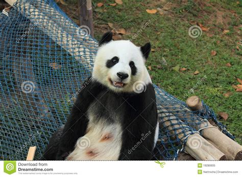 Giant Panda Smiling 9 Years Old Stock Image Image Of China Cute