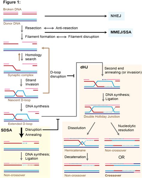 Dna Double Strand Break Repair