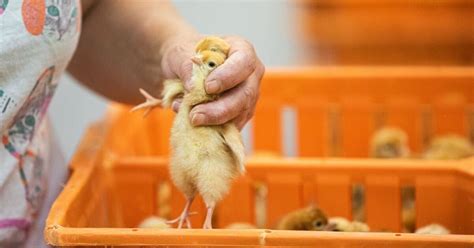 日本では毎年約1億羽にのぼる 生後1日目に殺される採卵鶏のオスヒヨコ 犬・猫との幸せな暮らしのためのペット情報サイト「sippo」