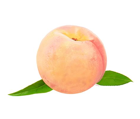Peach Food Clip Art Peach Png Download 12801096 Free Transparent