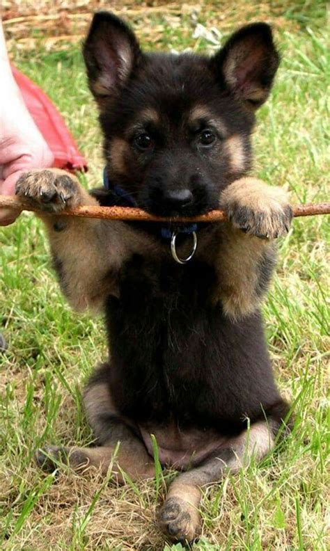 Baby Cute German Shepherd Puppies Pets Lovers