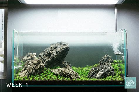 Guide To Planted Aquarium Aquascaping Iwagumi Glass Aqua Planted