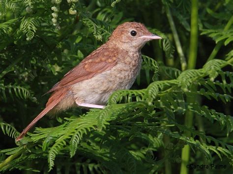 Young Nightingales Bird Photos By Sandra Palme