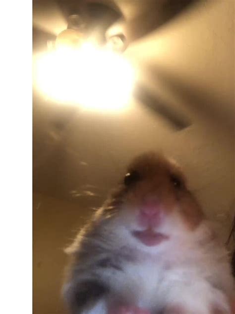 Staring Hamster Meme A Line Dress By Memesndeams Redbubble