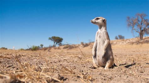 That Funky Meerkat Scent Comes From A Surprising Source Howstuffworks
