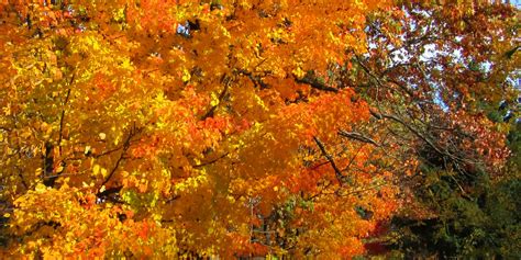 New England Fall Foliage Fun