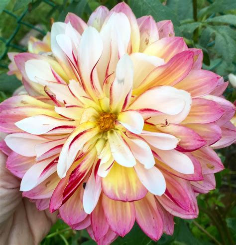 Pin By Darlene Michalik On Dars 2018 Garden Dahlias Garden Dahlia