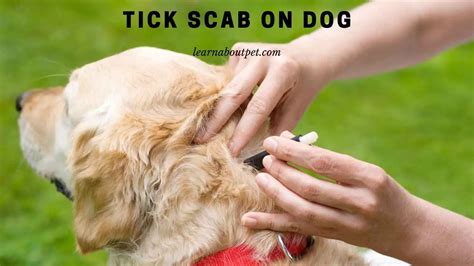 Tick Scab On Dog Is It Painful 9 Menacing Facts 2022