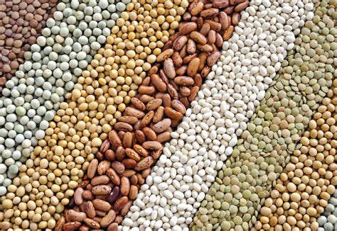 World Grains Output To Dip But Not By Enough To Boost Prices Agrodaily