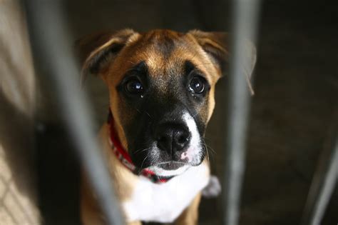 Find and compare top animal shelter software on capterra, with our free and interactive tool. Irvine shelter ordered to stop euthanizing animals ...